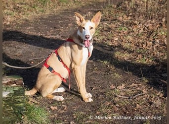 Lila ist eine zierliche Hundedame
