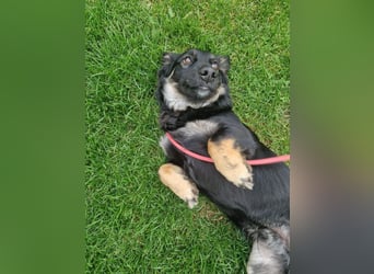 JACK - der neugierige kleine Dackelmix-Mann liebt Kinder und Artgenossen +  sucht ein liebes Zuhause