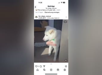 Hani – Kleine Herzenswolke sucht ein Zuhause voller Liebe