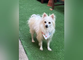 Flocky SR – Freundliche Prinzessin sucht ihr Schloss