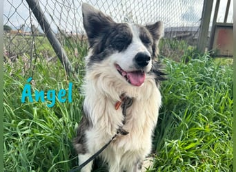 Ángel 09/2022 (ESP Pflegestelle) - traumhafter Border Collie!