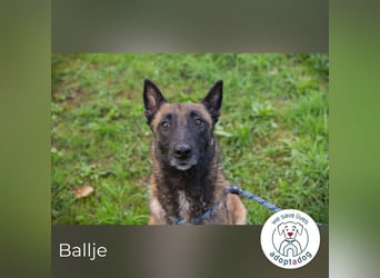 Ballje: lernfreudige Begleiterin