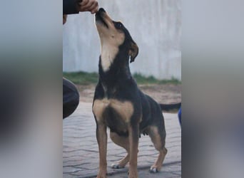 Shiva VI - Kleine Powerlady mit großem Herz