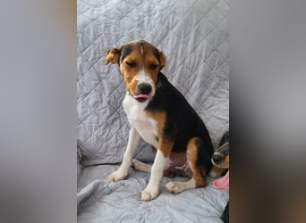 Ricky sucht geduldige Kuschelpartner