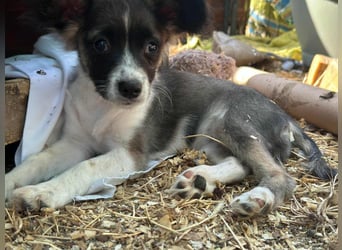 Letty, geboren 30.03.2025, 24cm sucht ihr Zuhause