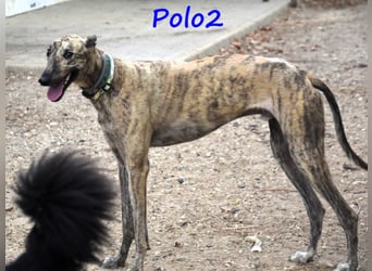 Polo2 geb. 05/2021 (ESP) - sehr lieber, freundlicher und kontaktfreudiger Galgo!