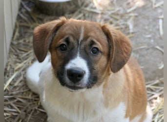 Tilda - süßes Hundemädchen sucht ihre Familie