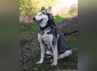 Calypso - 3fach angekettet und nun auf der Suche nach einem guten Platz