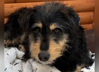 ♥PENNY♥ neu auf Pflegestelle in Köln - süße, anfangs noch vorsichtige Hündin 53 cm