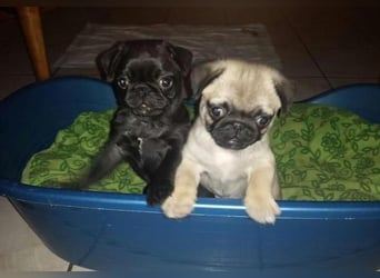 Reinrassige Kitz-Mops-Welpen jetzt fertig