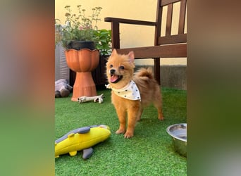 Charlie SR - Kuschelspitz mit großem Nachholbedarf
