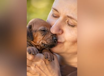 Rhodesian Ridgeback Welpen mit FCI-Ahnentafel