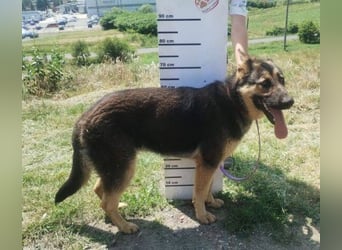 Merida, Schäferhund Mischling