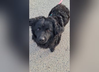 Liebevoller Mischlingsrüde Loki sucht sein Traum zuhause
