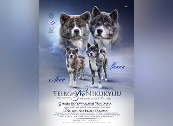 Akita Inu Welpen | A-Wurf | Japan Akita | Ahnentafel | VDH 