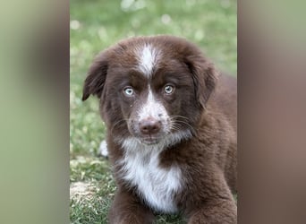 Tolle Australian Shepherd Welpen suchen Ihre Herzenfank