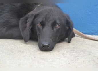 Preto, ein liebenswerter und noch etwas vorsichtiger Junghund