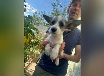 Luke, geboren 30.03.2025, 20cm sucht seine Chance