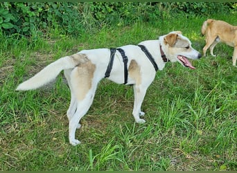 Schmusefreund IVO sucht sein Traumzuhause
