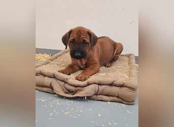 Rhodesian Ridgeback Welpen