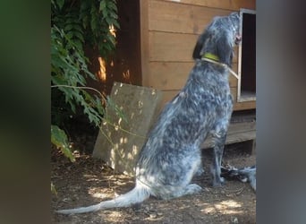Nadine-liebe, verträgliche Setter-Mix-Hündin sucht ihre Familie