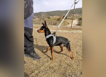 Murphy, möchte endlich ein Zuhause
