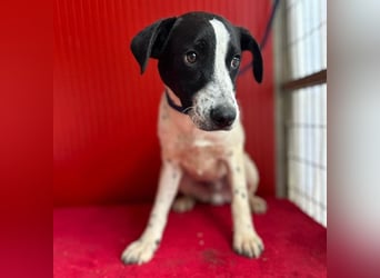❤️ zarte Hundeseele SAMMY - 8 Monate, 40cm/11kg - Mischling