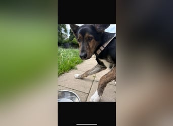 Finn,geb01/25,sozialer Hundebub sucht seine Familie,befindet sich bereits auf PS in 40723 Hilden