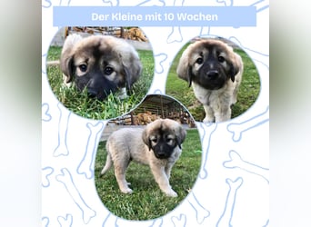 Sarplaninac-Welpe sucht neues Zuhause (Hirtenhund, Herdenschutzhund, Schäferhund)
