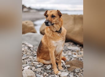 Wunderbares Zuhause für Gerda gesucht