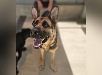 Gina: Traumhund für alle Schäferhundfreunde