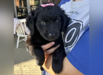 Luma eine winzige Prinzessin