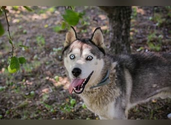 Chip-Nr. 2279997 - der freundliche junge Mann mag Menschen + Hunde und sucht ein tolles Zuhause