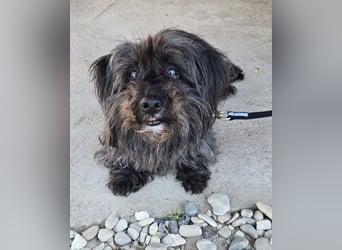 Senior Lenny sucht Zuhause oder Pflegestelle