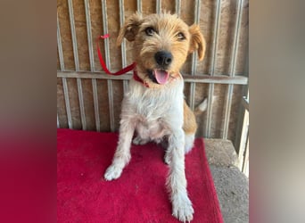❤️ superlieber Familienhund FLIP - 1,5 Jahre, 45cm - Foxi-Mix