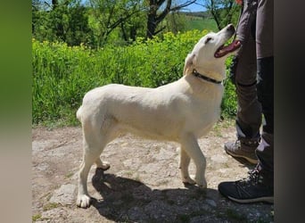 Dante, Labrador Mischling