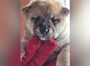 Shiba inu Welpen.   vom Haus Joe   ,Liebhaberzucht