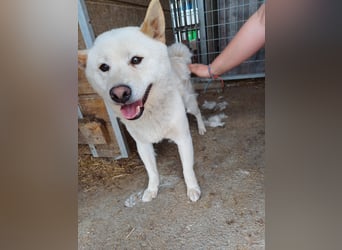 Lien PP – Offener Shiba Inu-Rüde auf der Suche nach seinem Zuhause
