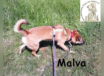 Malva – hübsche Junghündin sucht ihr Zuhause