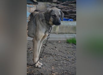 „Sally“, Kangal-Mixhündin, ca. 2022/2023 geboren, ruhig, zurückhaltend