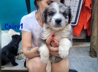 Cairo1 geb. 05/2025 (ESP) - verspielter Border-Collie-Mix Welpe!