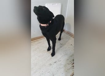 Kozmo-DG, sucht Pfötchenhalter!