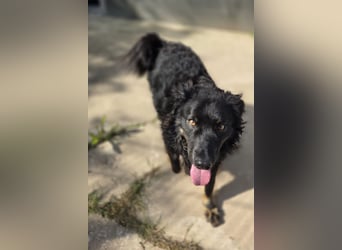 Wunderschöner Loki sucht Pflegestelle oder ruhiges Zuhause