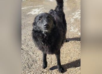 LENZI❤️unser kroat. Schäferhund-Mix-Rüde ist ein wahrer Sonnenschein!