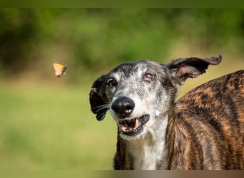 Wollen Sie Pitty kennenlernen?