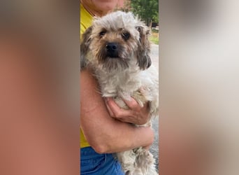 Winnie – kleiner Herzbube der seine Menschen sucht