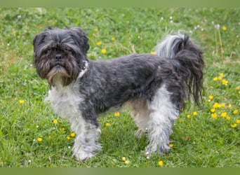 Sir Bobby - kinderlieber, gut erzogener Schatz - Tierhilfe Franken e.V.