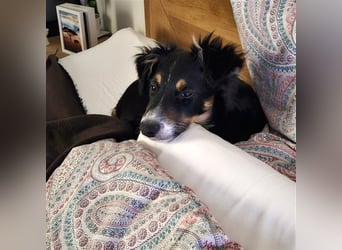 Balou AustralianSheperd/Border Collie MIx