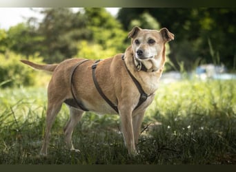 Halle - Prinzessin sucht Königreich - Tierhilfe Franken e.V.