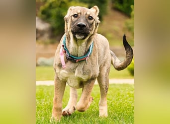 LOTTIE❤️HSH-Mix-Hündin: eine wahre Frohnatur und treue Begleiterin